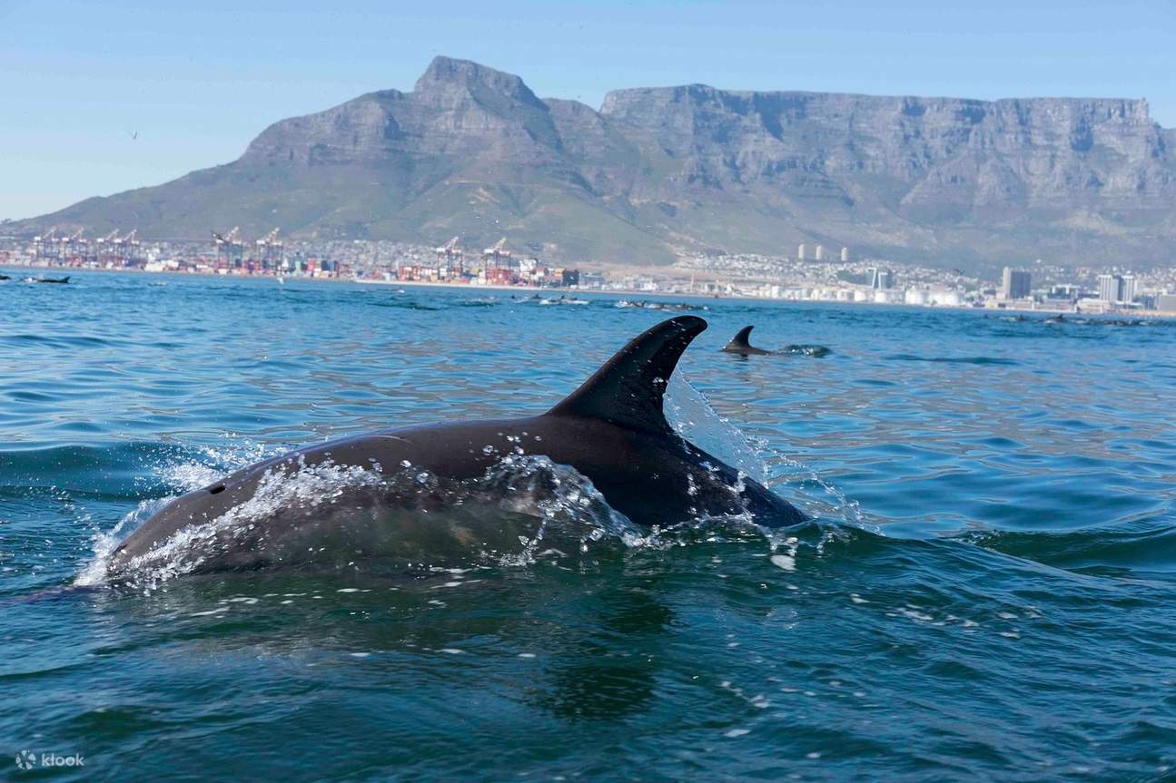 Begegnung mit der Meeresfauna