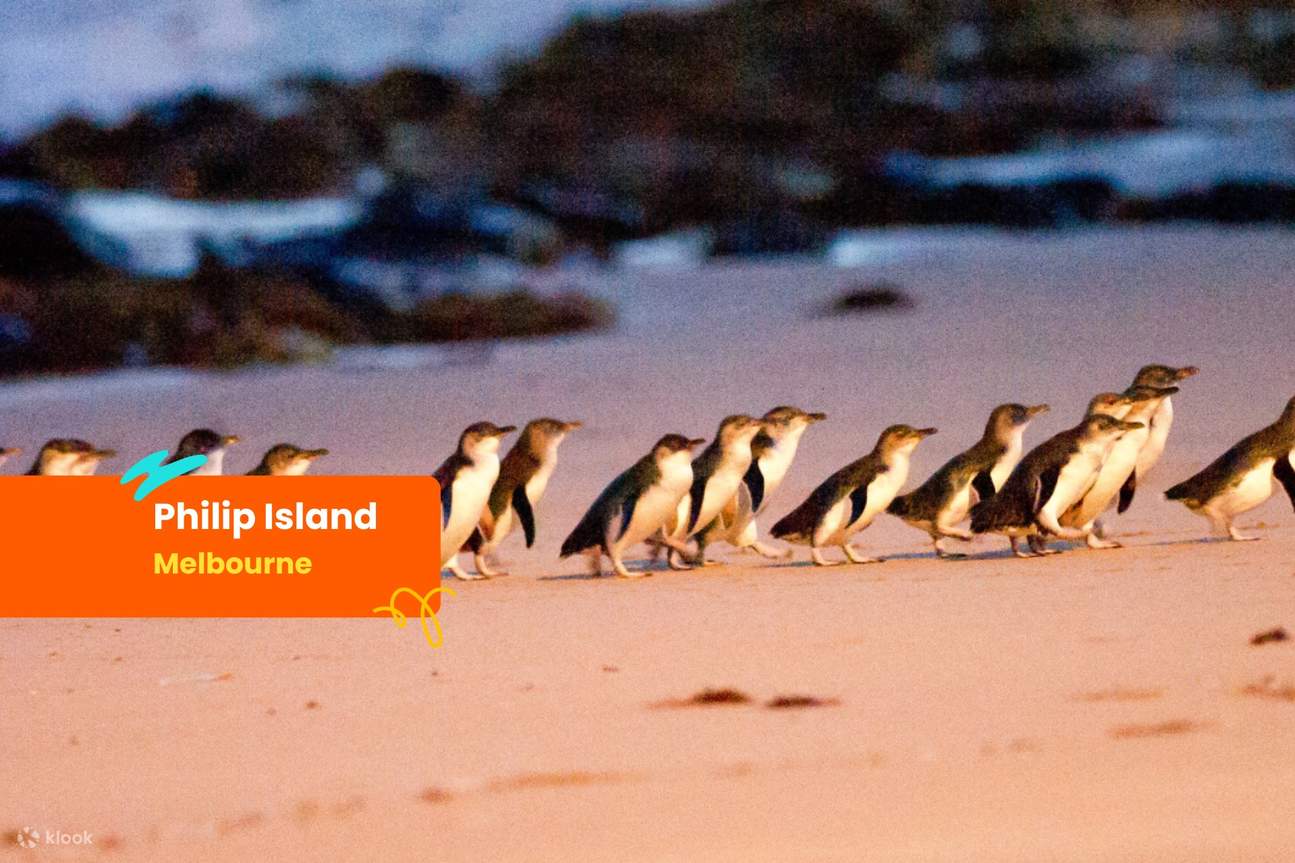 Phillip Island Pinguinparade