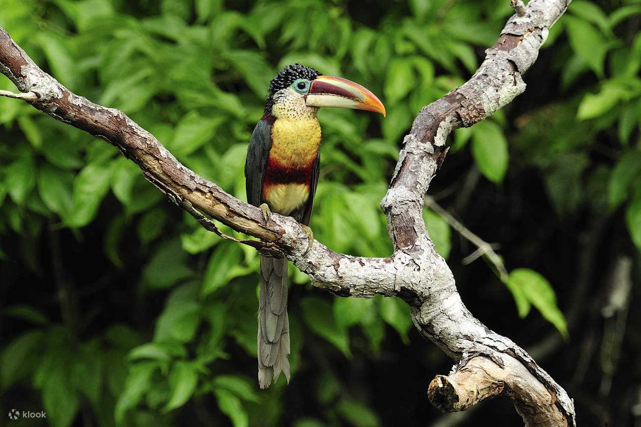 Jelajahi Hutan Belantara Peru yang Menakjubkan: Tur Cagar Alam Nasional ...