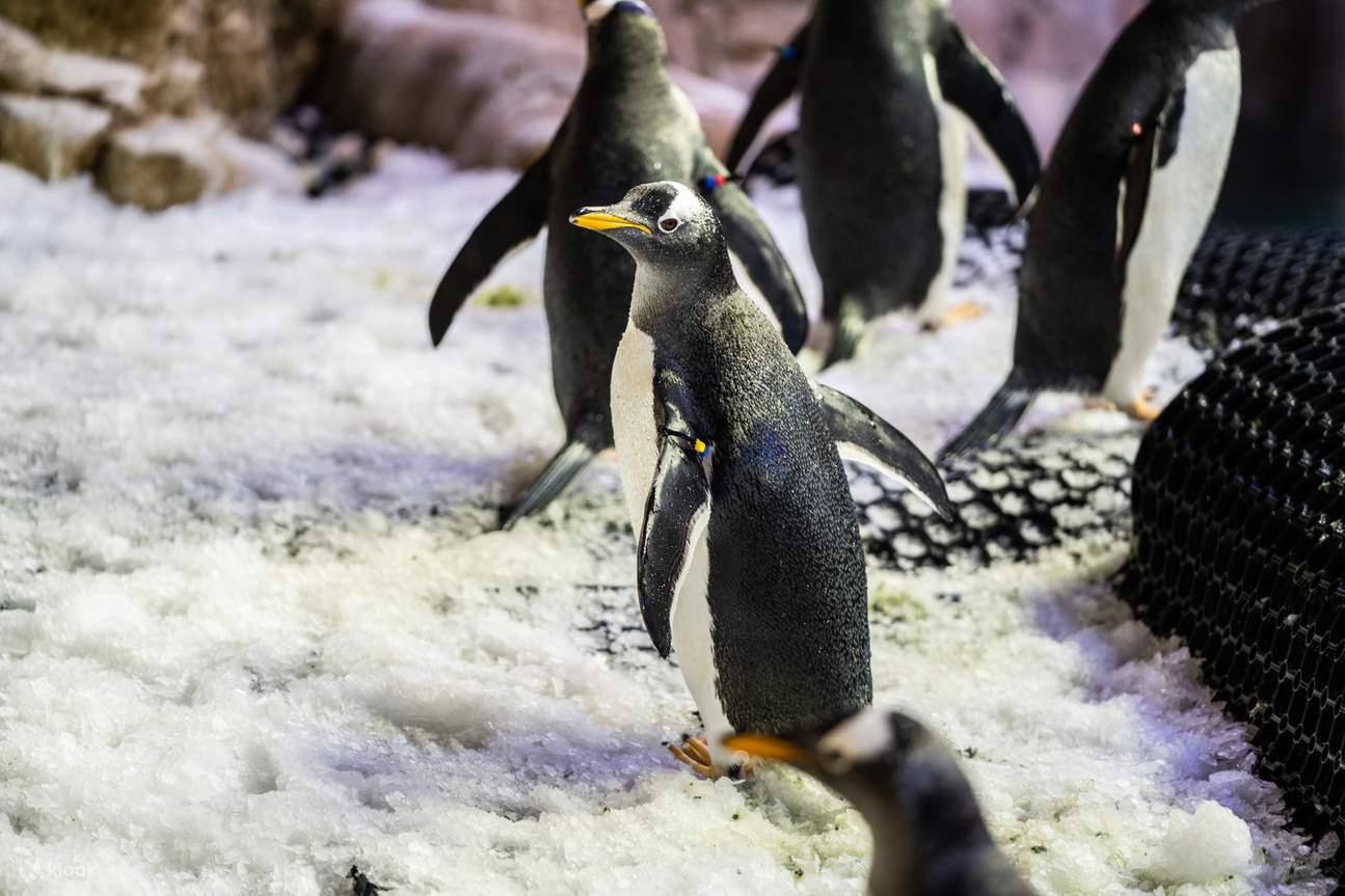 企鵝灣觀賞憨態可掬的企鵝們