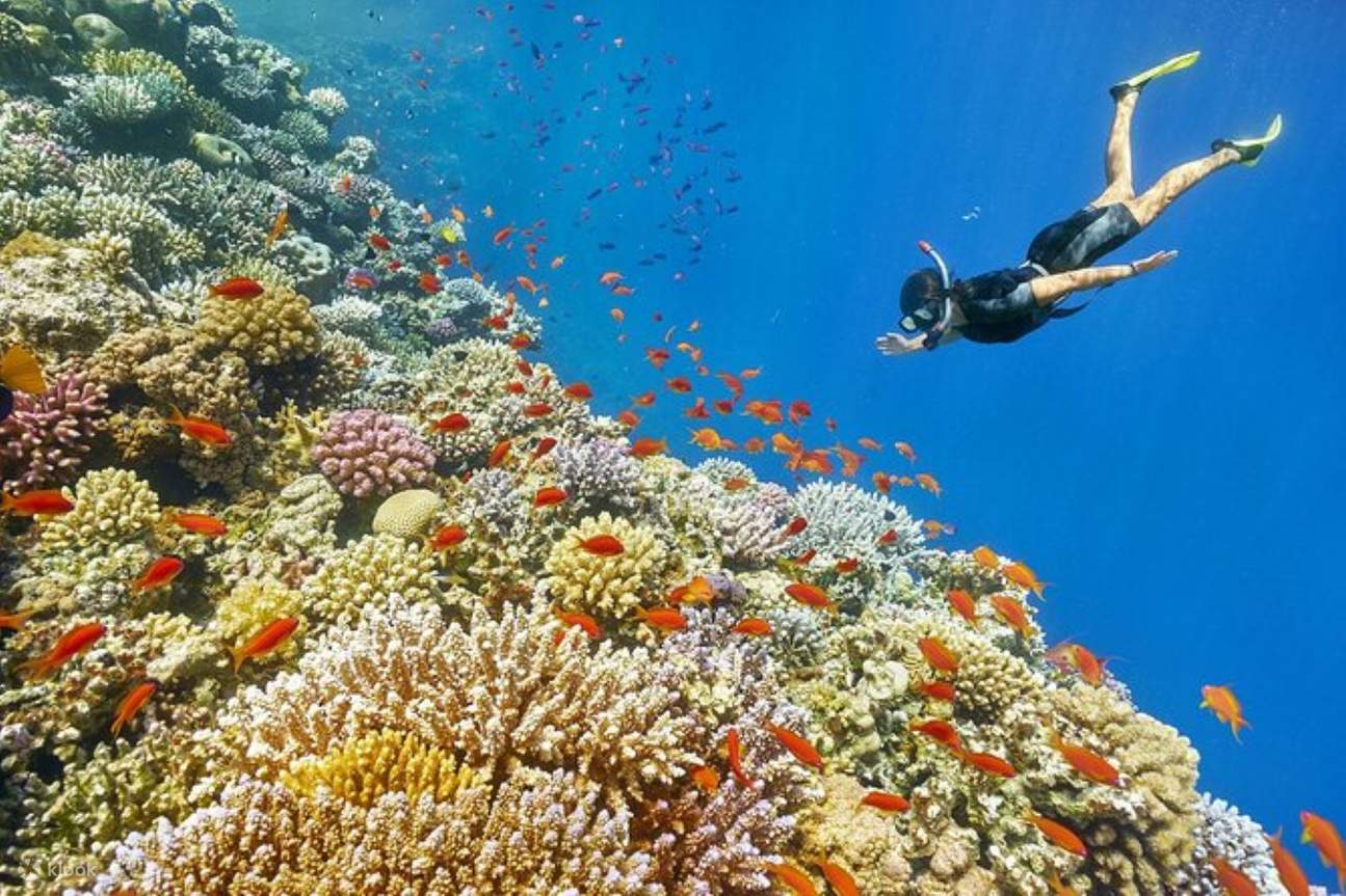 Coral Gardens Snorkeling Tour, Transportasi & Makan Siang – Marsa Alam