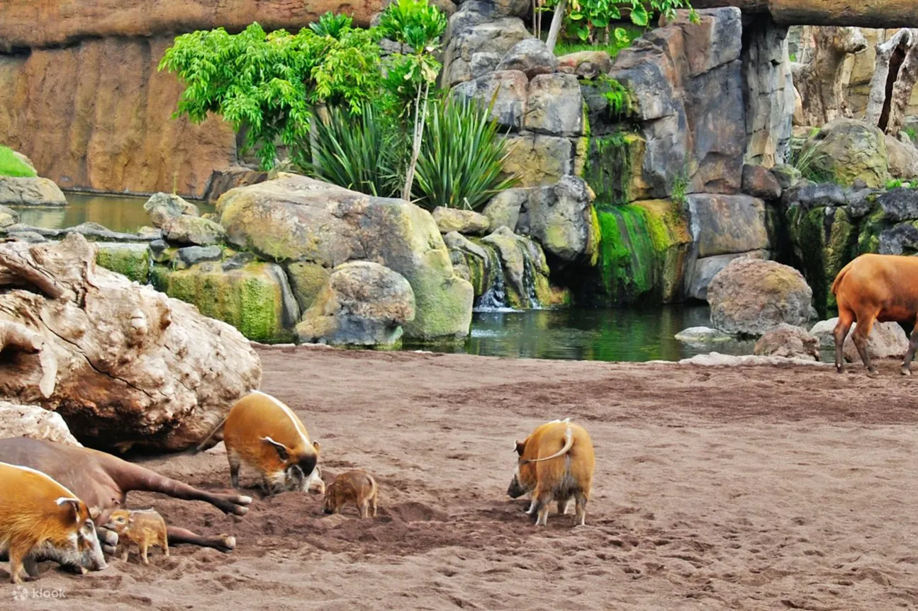 观察 Potamochoerus 在野外探索、用鼻子挖掘食物
