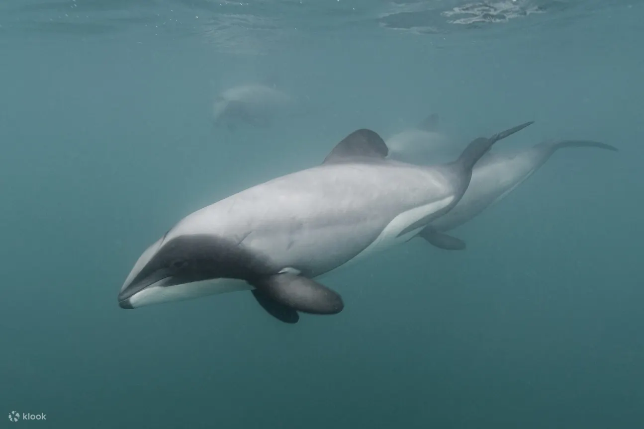 new zealand hectors dolphins