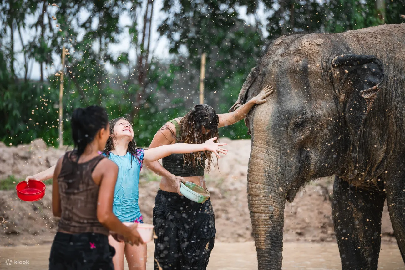 elephant sanctuary half day visit 