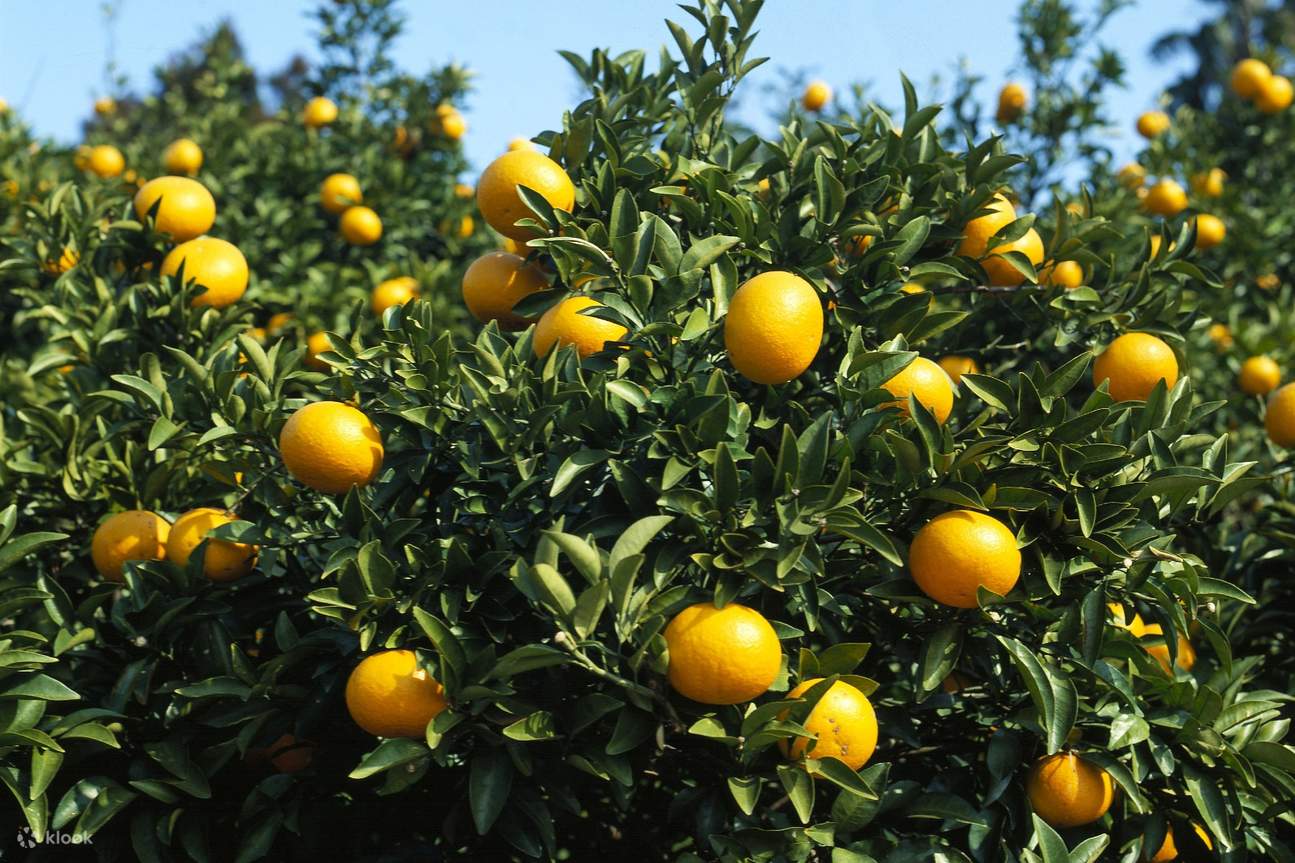 ส้มเขียวหวานท้องถิ่นในเชจู