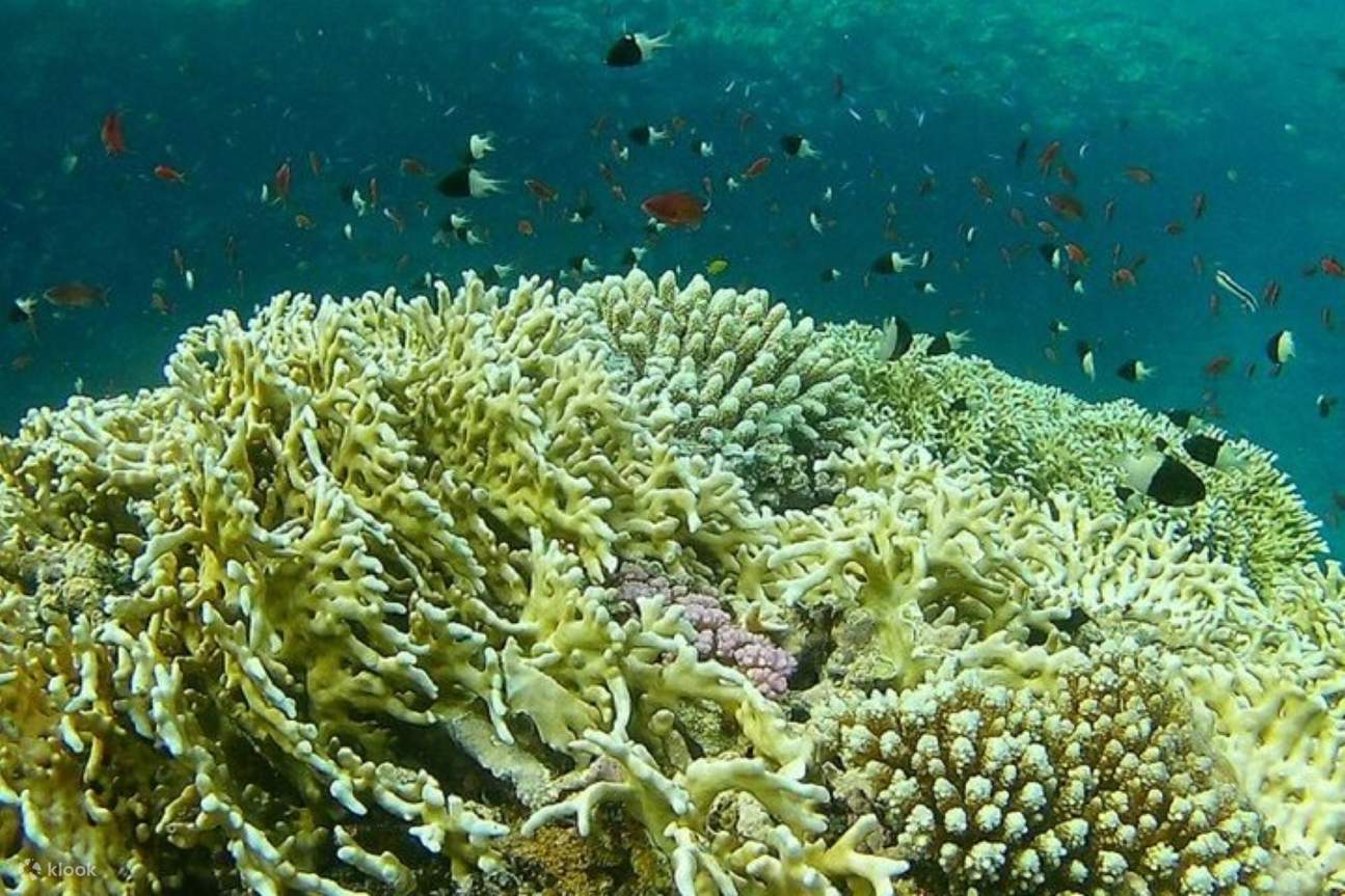 Excursion d'une journée complète de snorkeling aux Coral Gardens avec déjeuner – Marsa Alam
