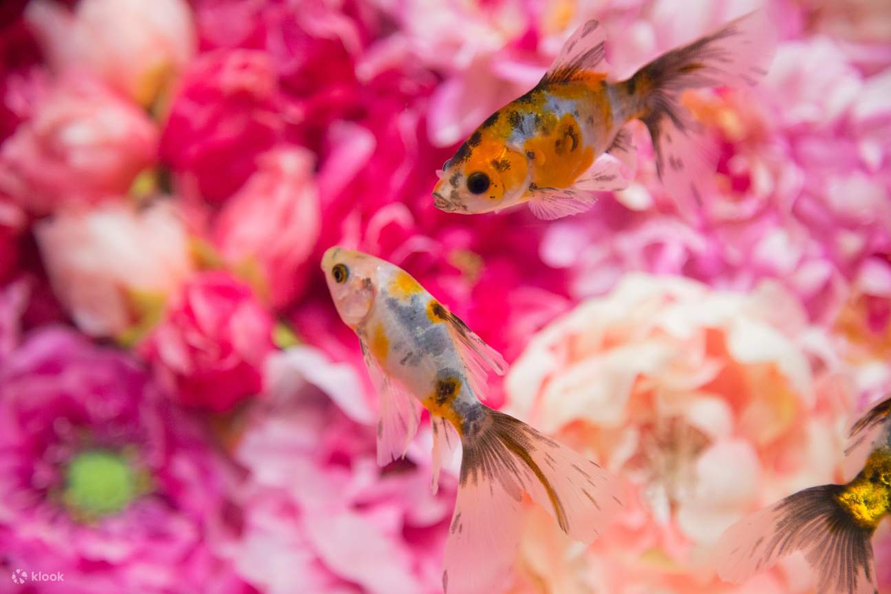 奈良金魚博物館