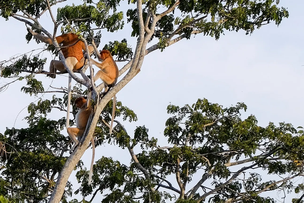 proboscis monkey