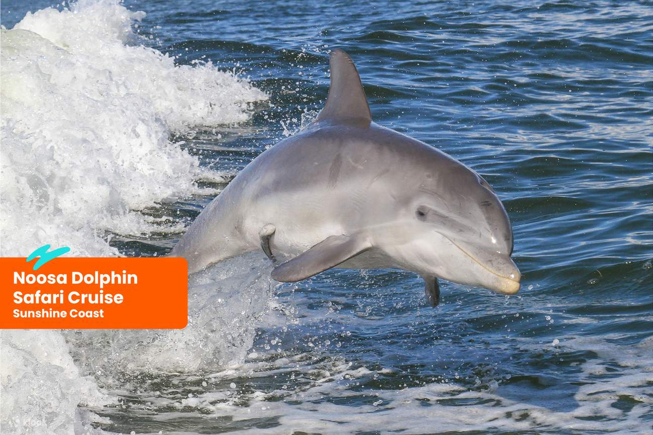 Crociera Noosa Dolphin Safari