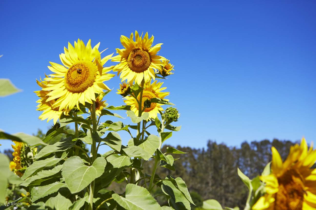 hoa hướng dương