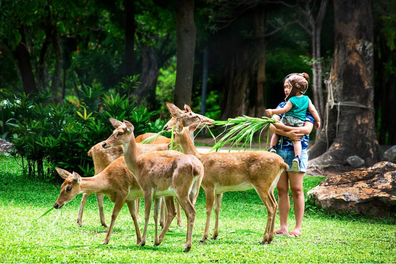 パタヤ動物園体験