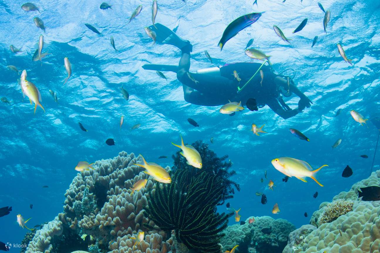 A person swimming underwater as he is surrounded by various marine life