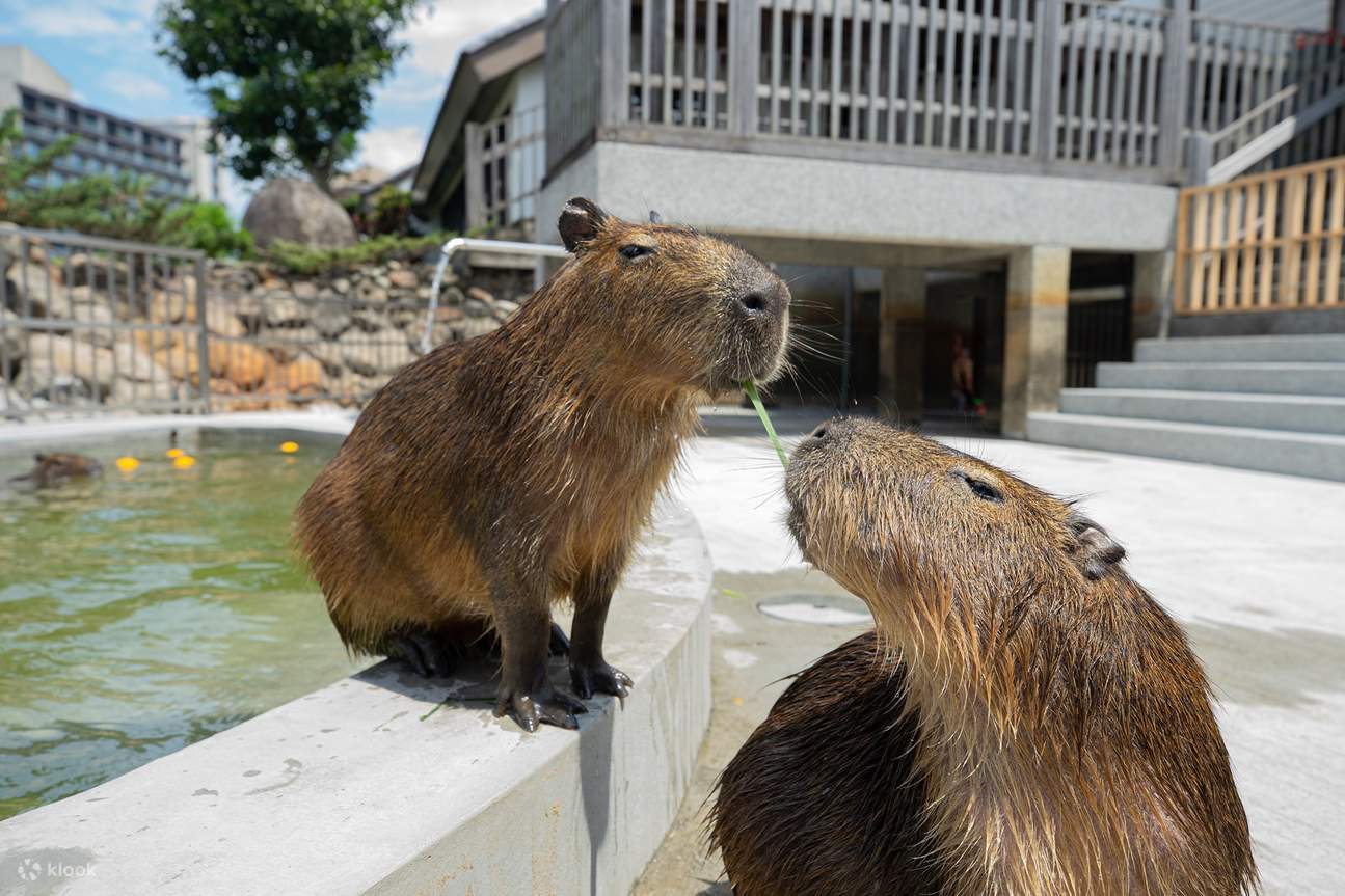 Beobachten Sie, wie die Capybaras entspannt die Augen schließen und baden, und genießen Sie die Freude an der Interaktion mit Tieren aus nächster Nähe.