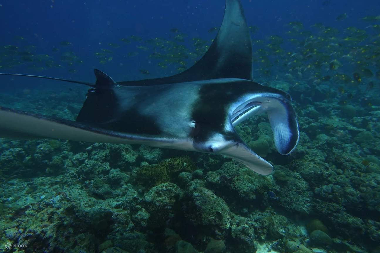 Menjelajahi kedalaman keajaiban bawah laut Pulau Feridhoo selama kursus scuba tingkat lanjut.