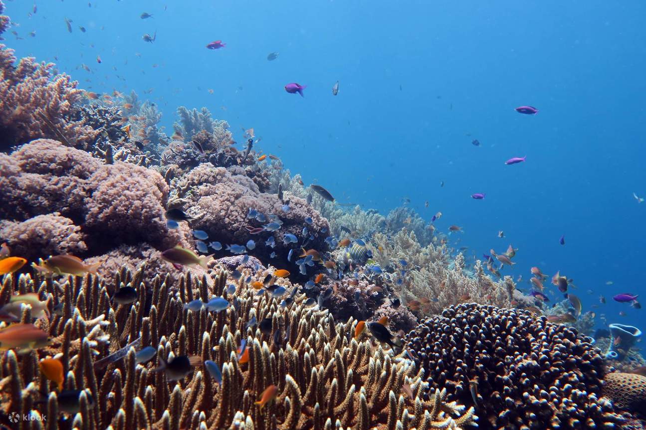 PADI Open Water Diver