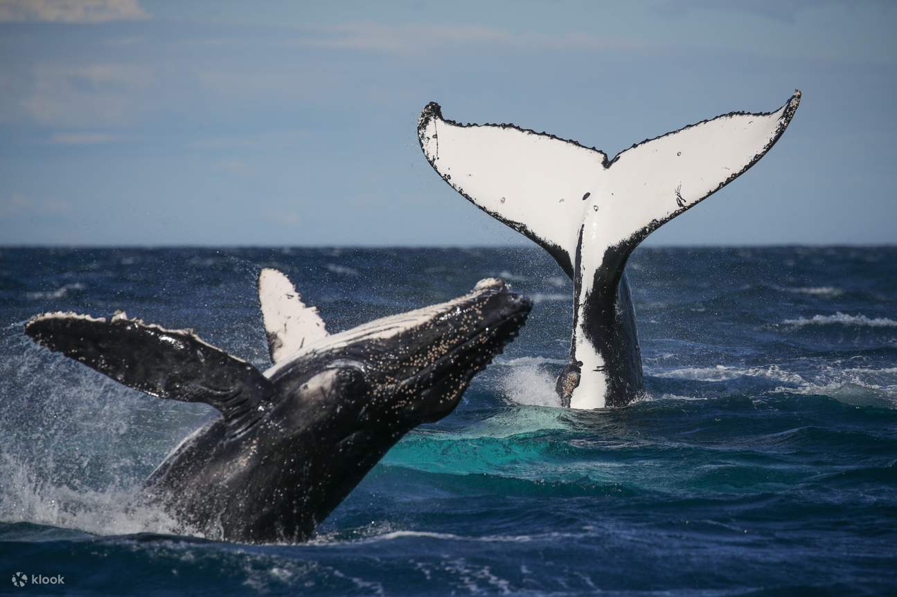 悉尼觀鯨