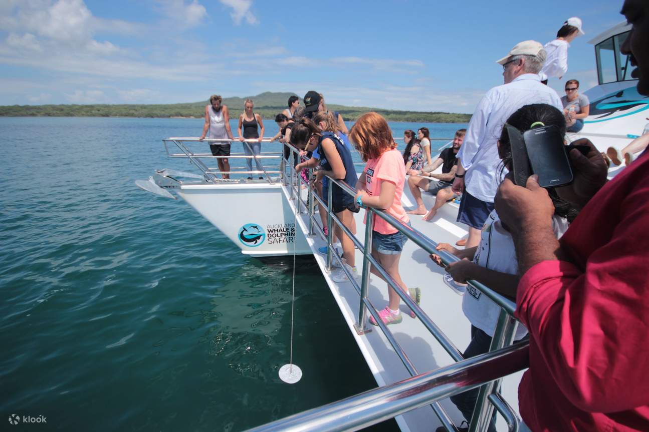 Crucero Safari de Ballenas y Delfines en Auckland