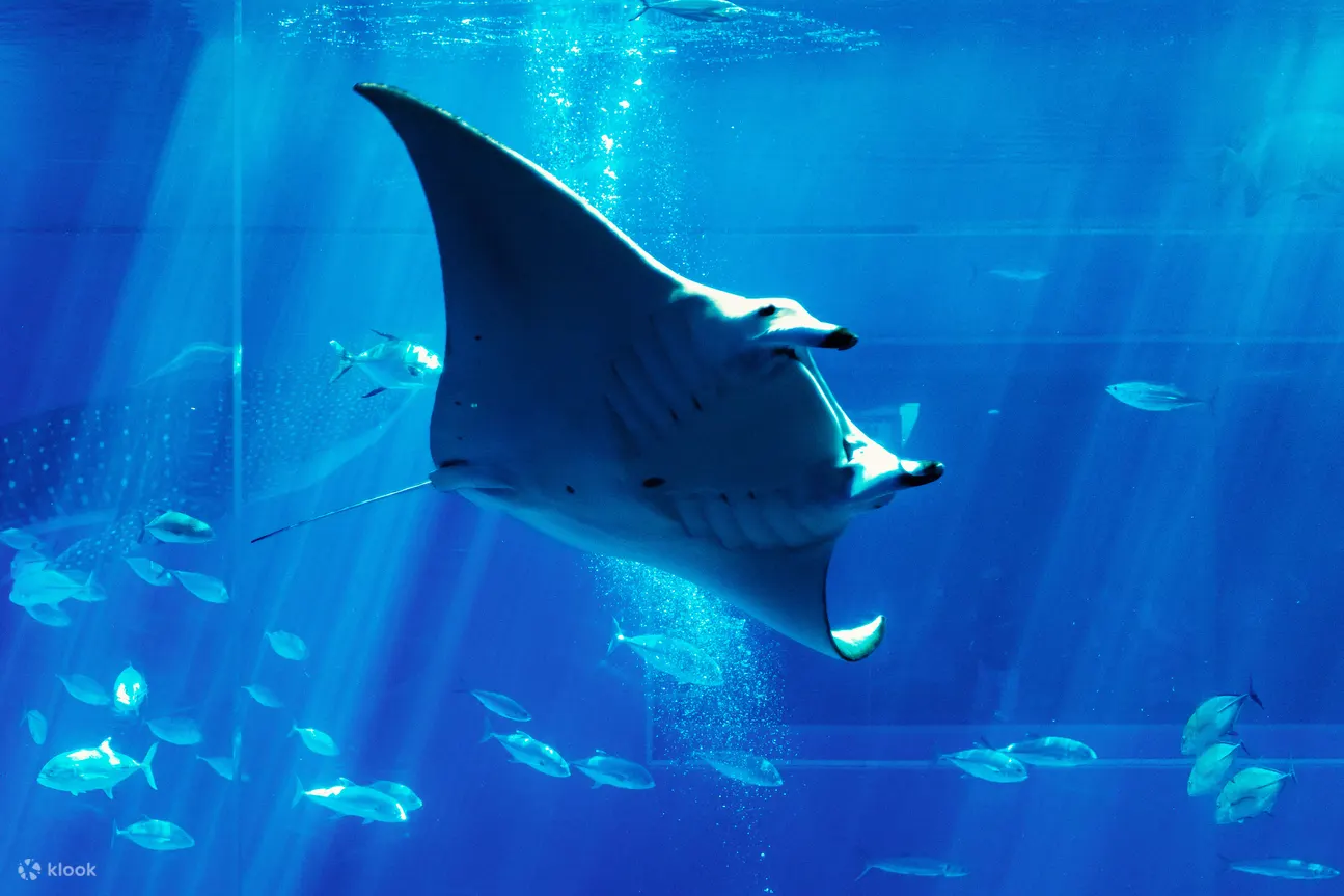 冲绳美丽海水族馆