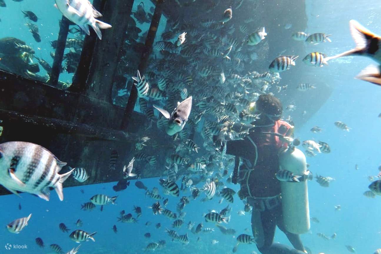 Red Sea Underwater Adventure: Semi-Submarine and Snorkeling