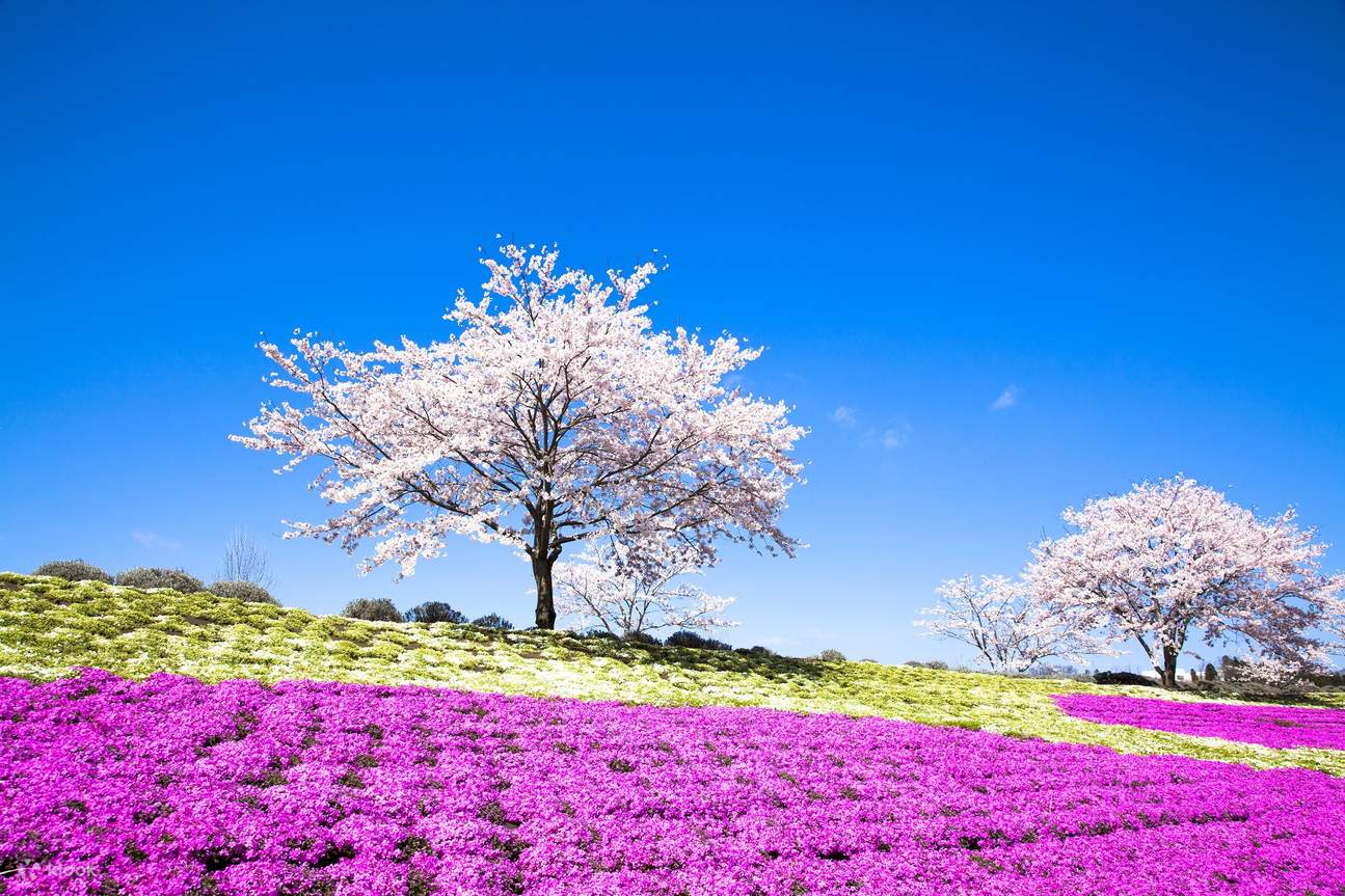 木更津 ドイツ 村
