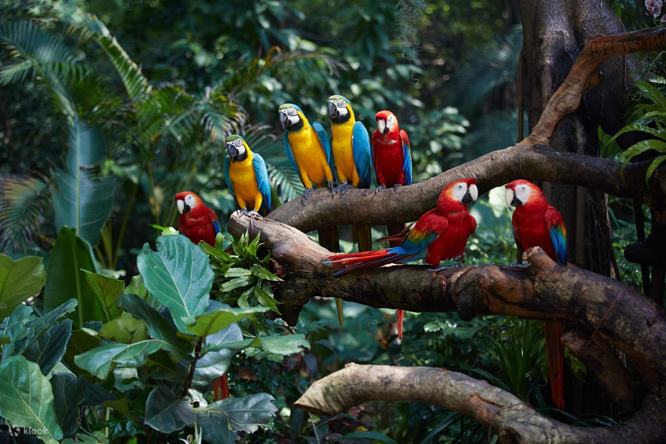 Chimelong Bird Paradise de Guangzhou