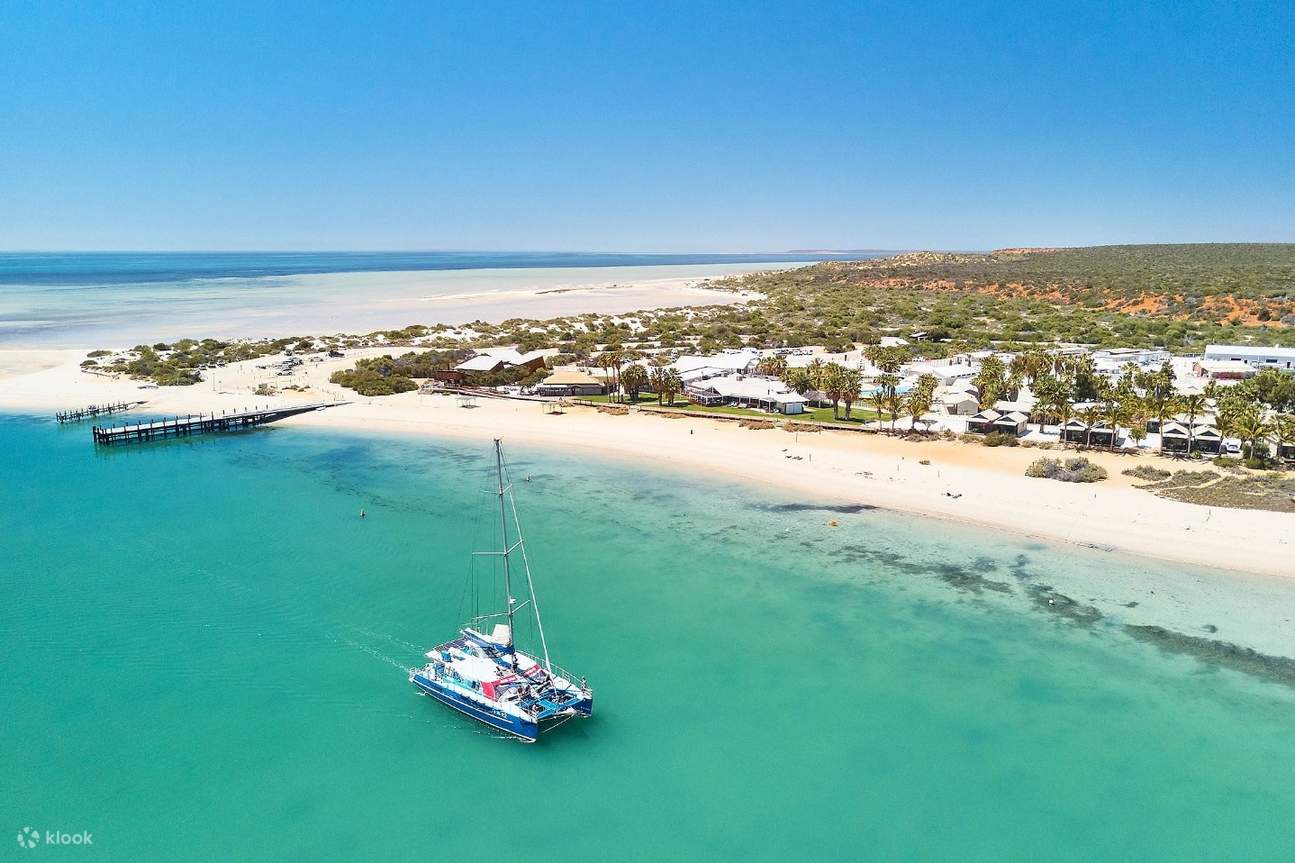 Monkey Mia Dolphin Spectacular Half Day Tour from Geraldton Klook Australia