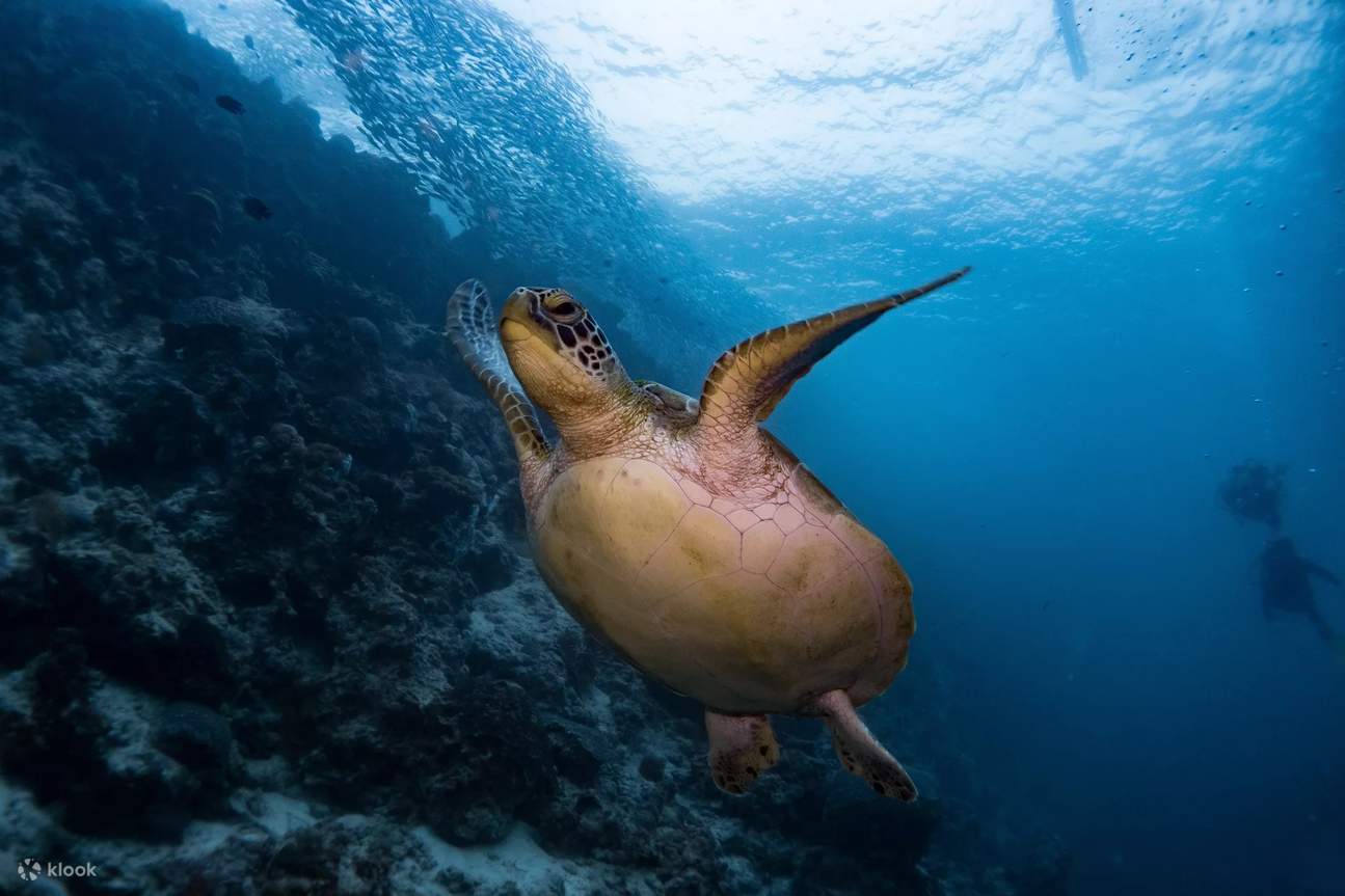 Plongez dans l #39 aventure : PADI Open Water Diver à Moalboal avec le