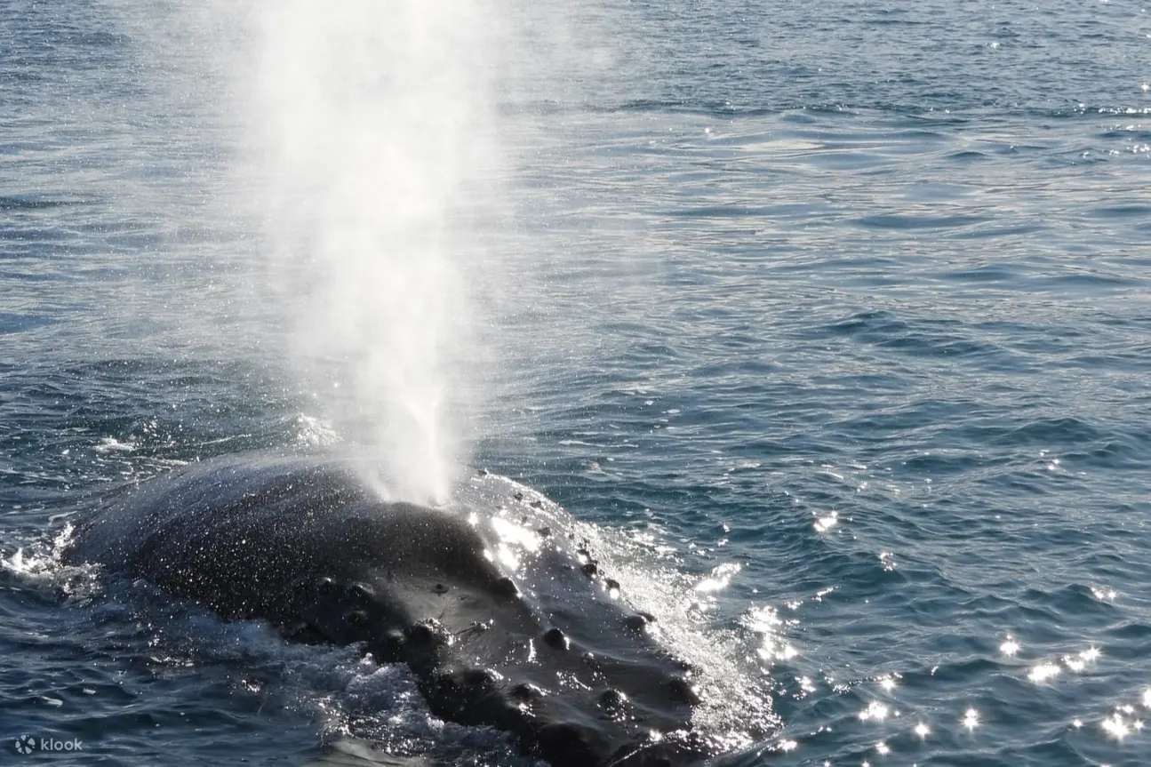 Kaikoura whale watching season