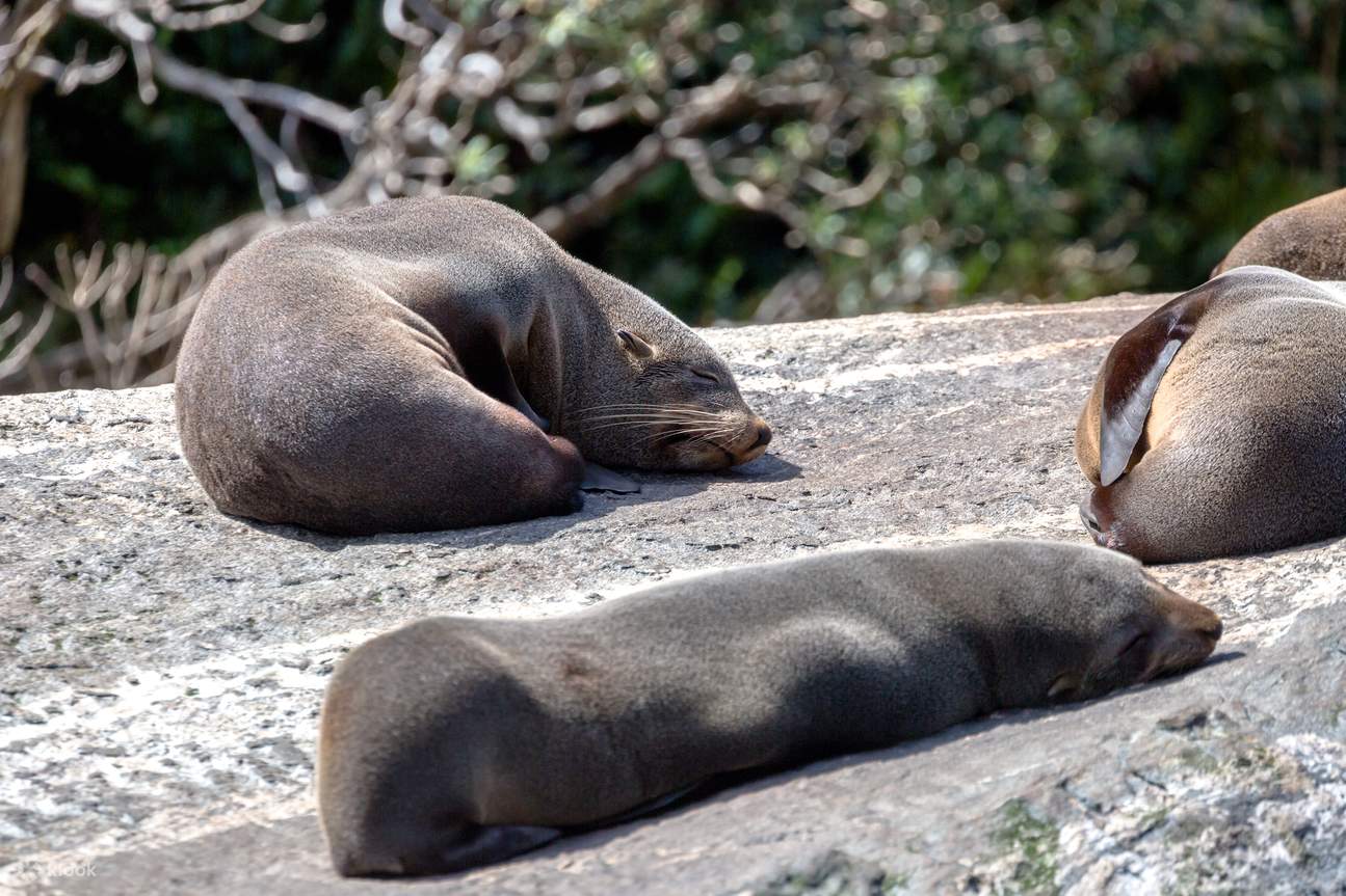 Crucero por la naturaleza en Milford Sound por Southern Discoveries