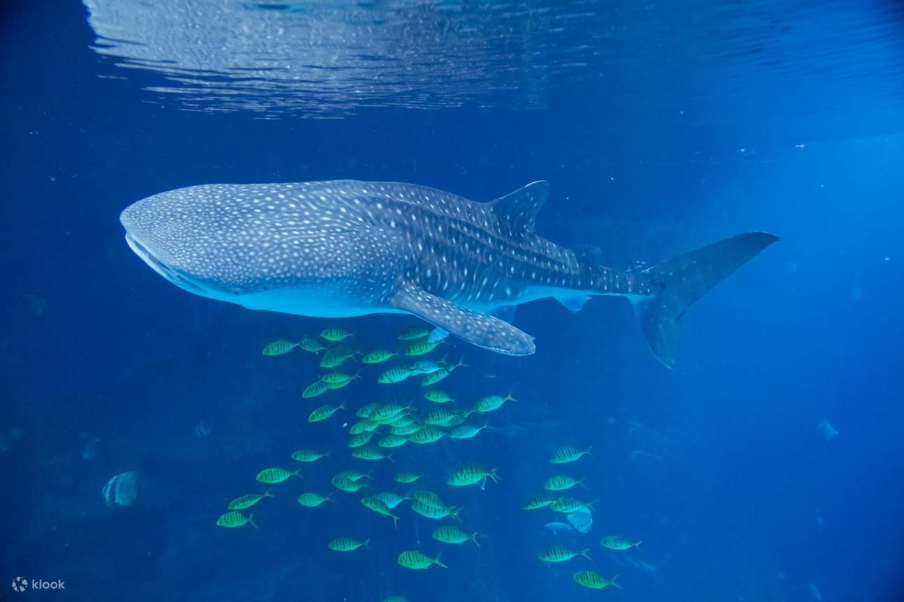 ไม่ว่าจะมาเป็นครอบครัว หรือมากับเพื่อนๆ ฉลองก็พร้อมมอบความสุข สนุกสนาน และความประทับใจไม่รู้จบให้แก่คุณ