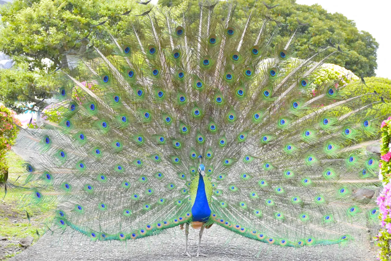 鸟群