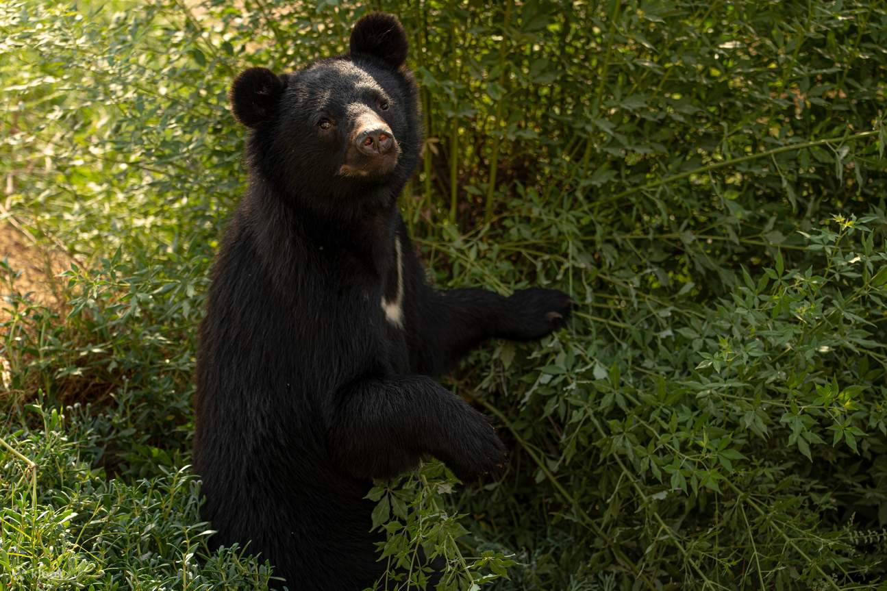Vé Dubai Safari Park