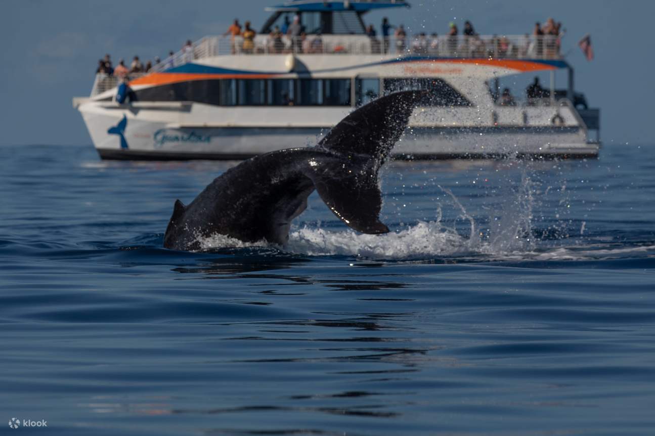 ハワイマウイ島クジラ置物 ハワイマウイ島クジラ置物 ハワイマウイ島クジラ置物