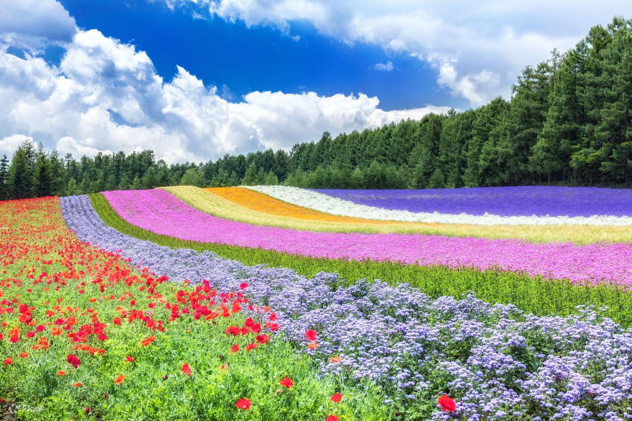 ★美瑛・富田ファームの花畑・★富良野・富田ファームの花畑２点(こたろう) 札幌発 | 富良野富田農園花畑＆美瑛緑の池＆フェアリーテラス中国語