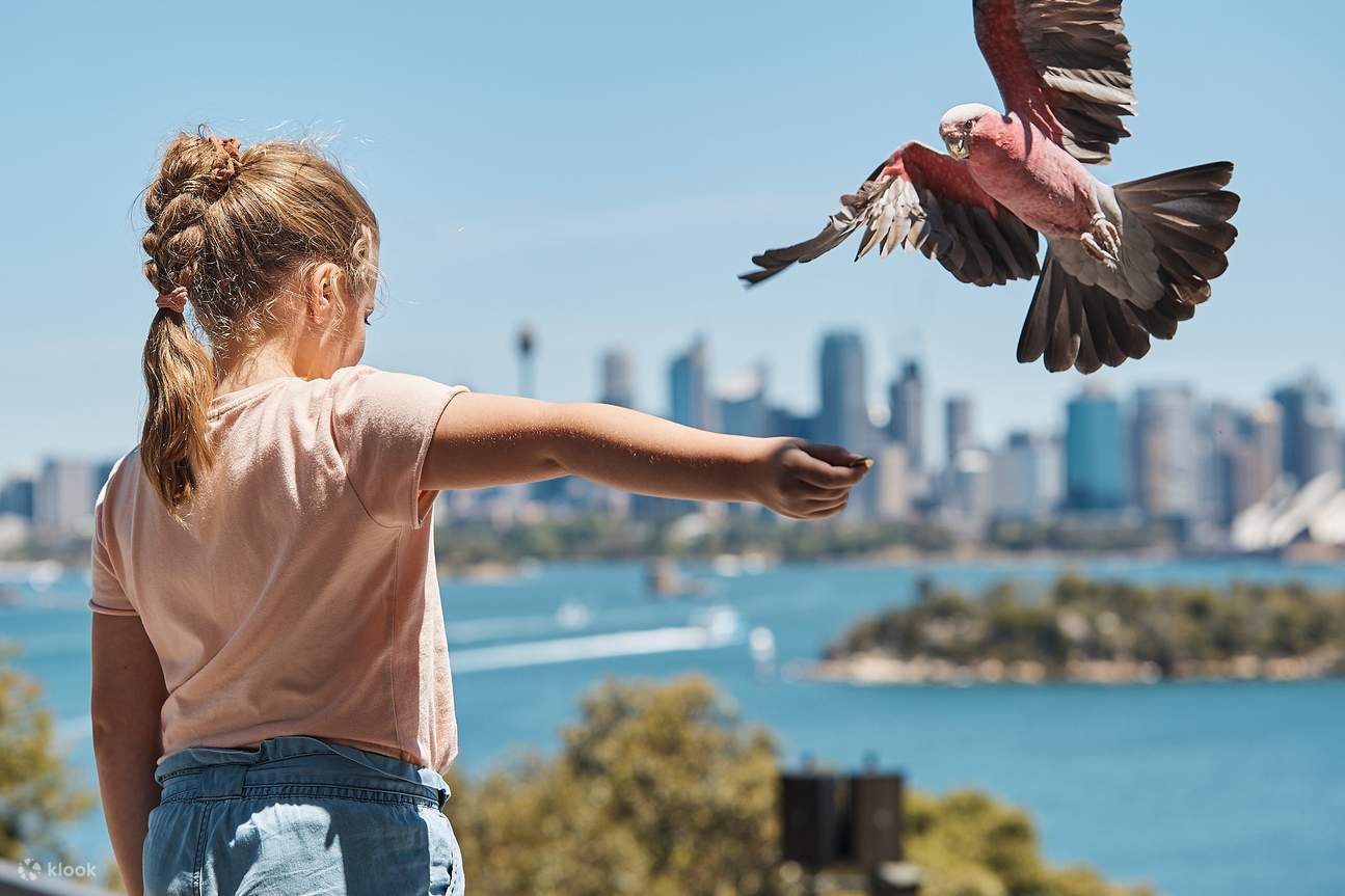 Taronga Zoo and Sydney Harbour Hopper Admission Klook