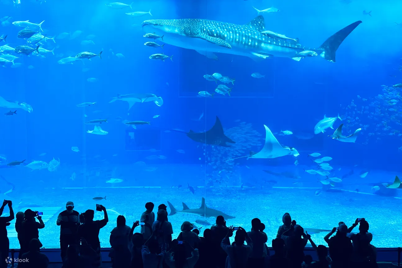 冲绳FunPASS｜美丽海水族馆系列