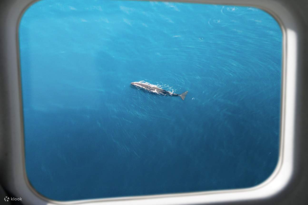 Lihat paus dari sudut pandang udara