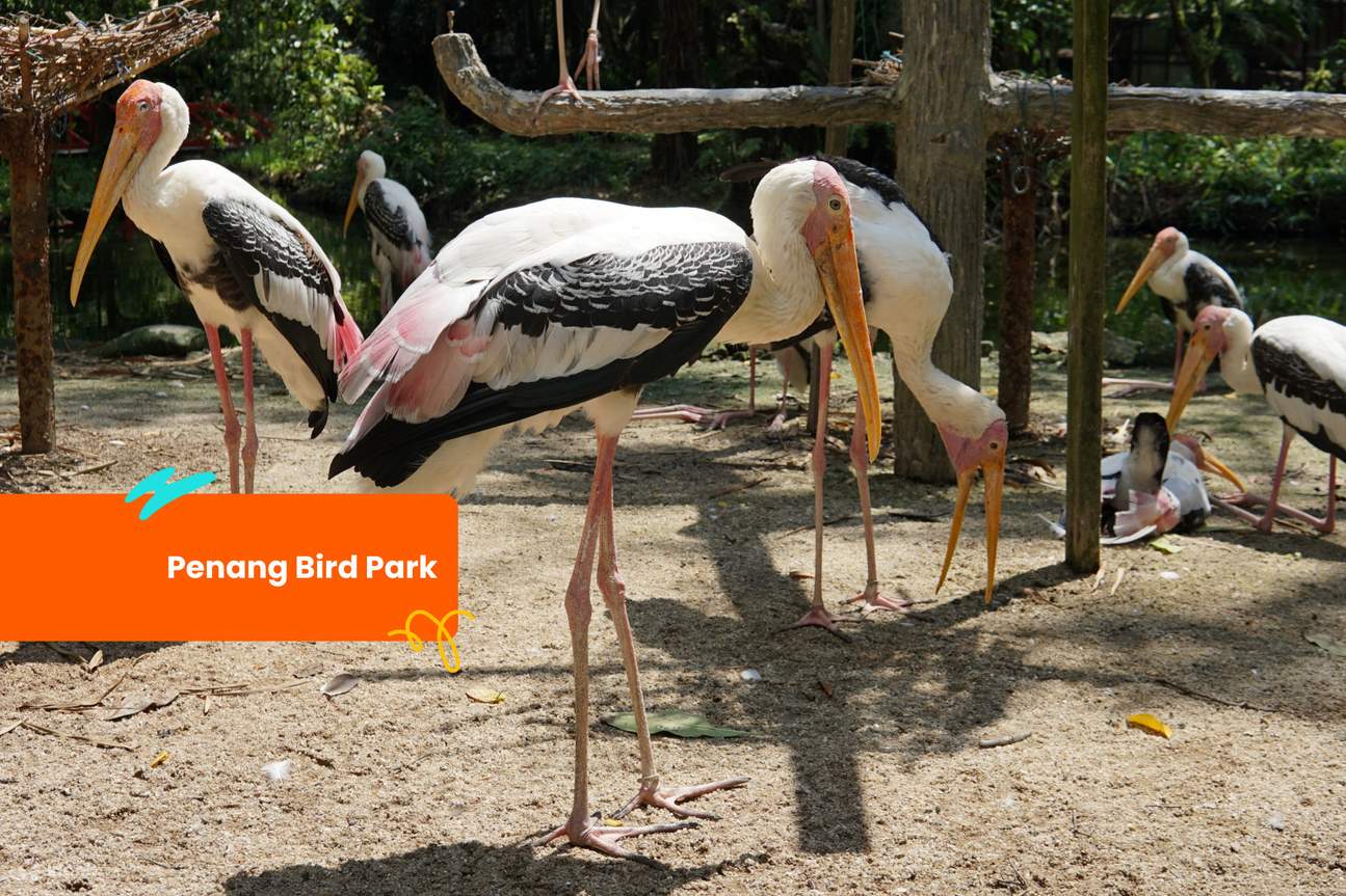 Vườn chim Penang Bird Park