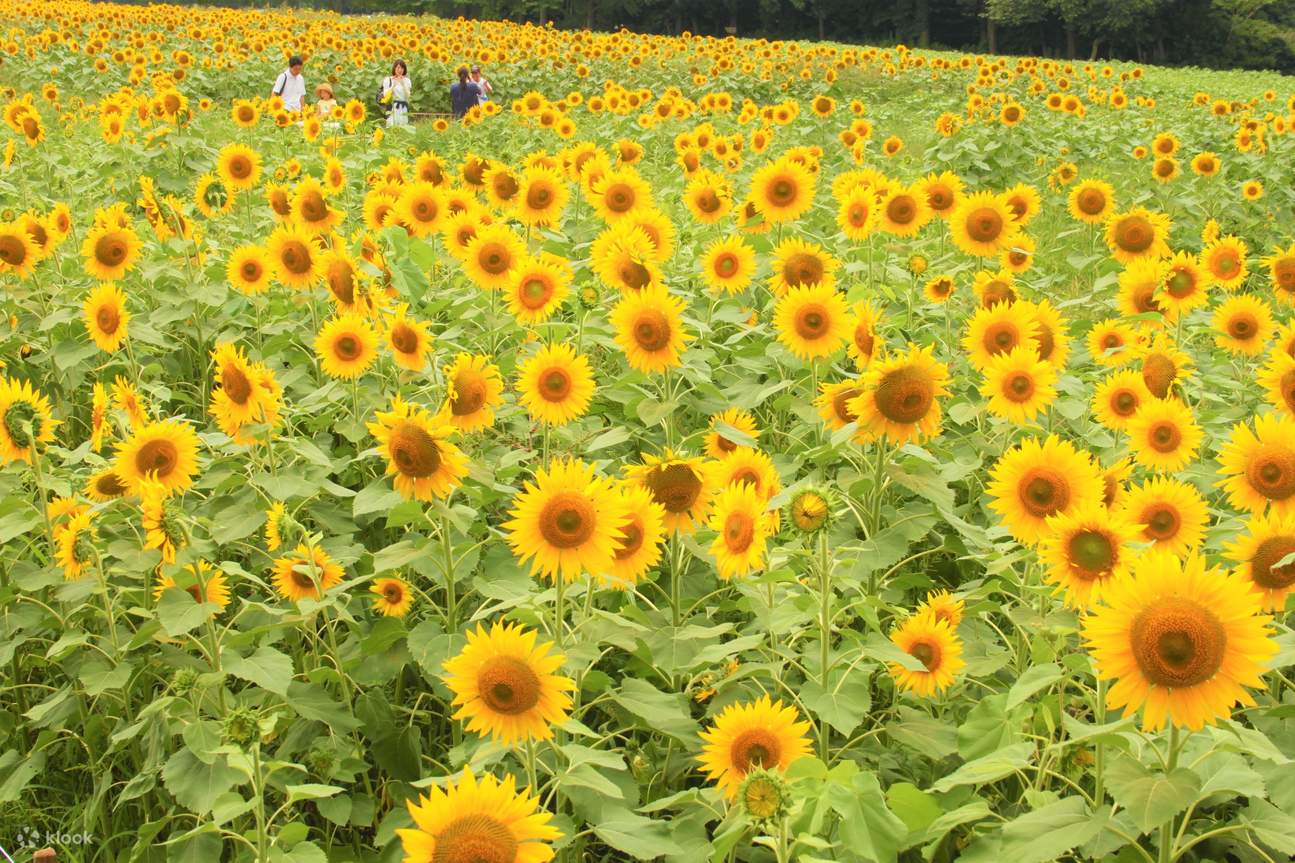 Tiket Narita Dream Dairy Farm