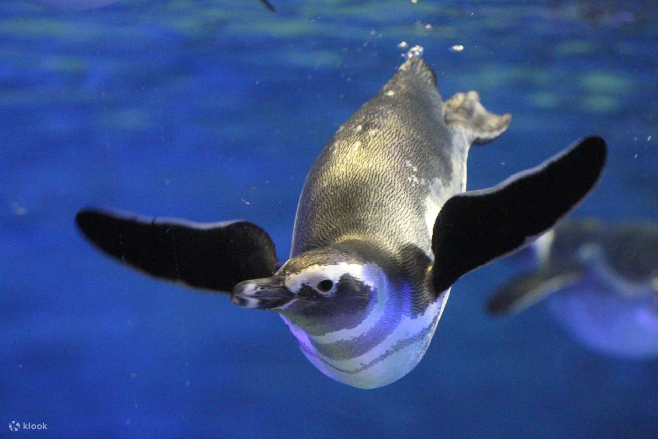 現貨SUMIDA 墨田水族館 すみだ水族館 | Space Design Concierge