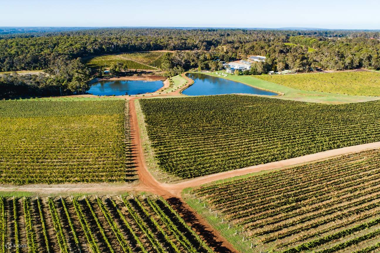 从水上飞机上欣赏葡萄园风光