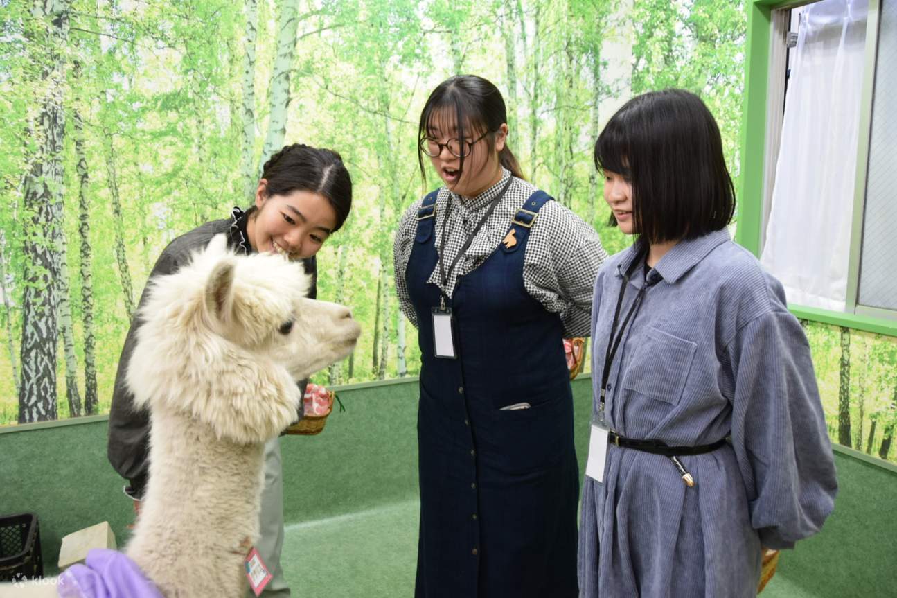 Parc de rencontre avec des alpagas