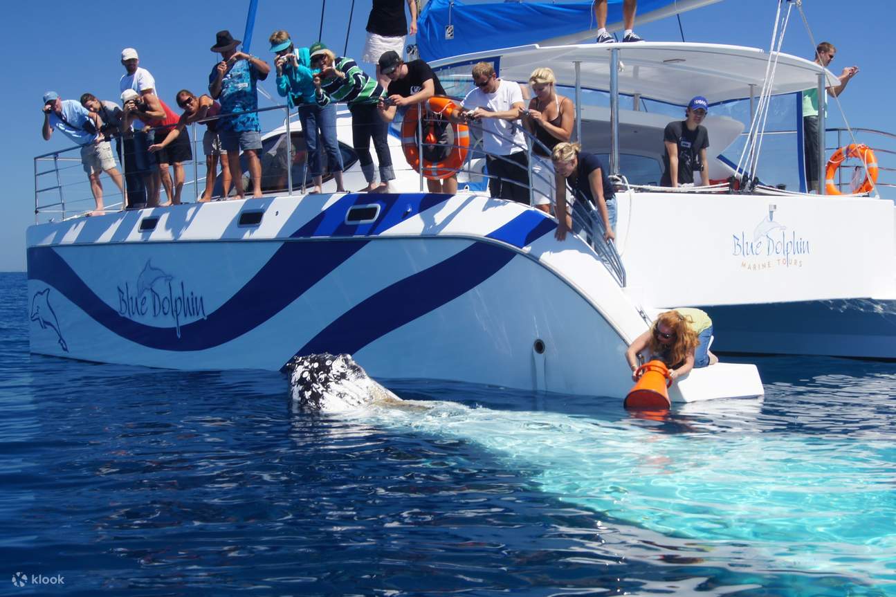avistamiento de ballenas en Hervey Bay