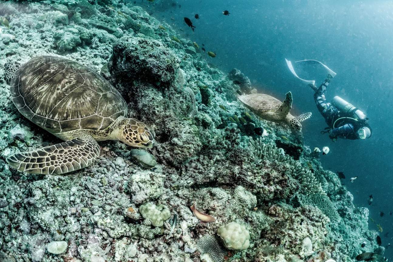 Beyond the basics: Advanced Diver Course participants in Baa Atoll elevate their skills and confidence, delving deeper into the underwater world amidst the Maldives' pristine reefs.