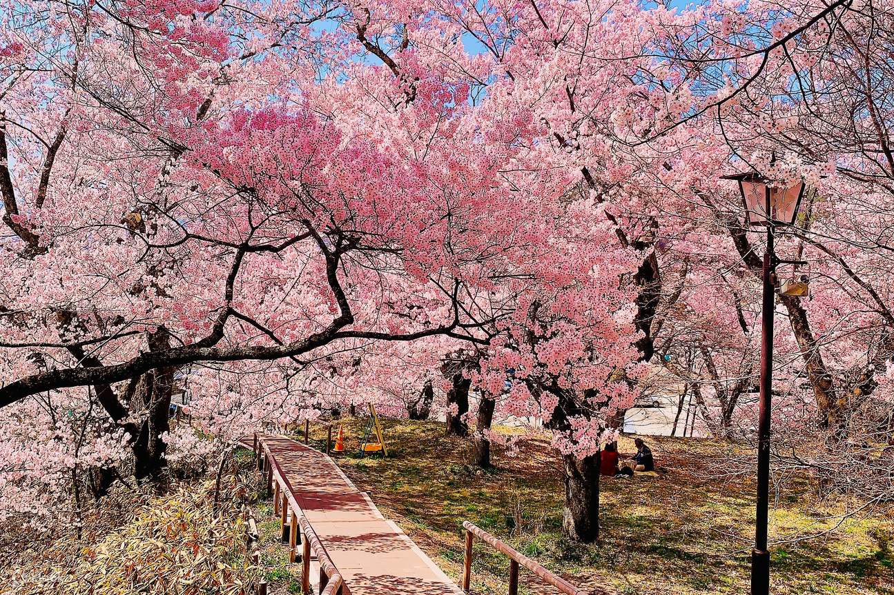 Takato Castle Park and Ena Gorge Cherry Blossom Viewing Day