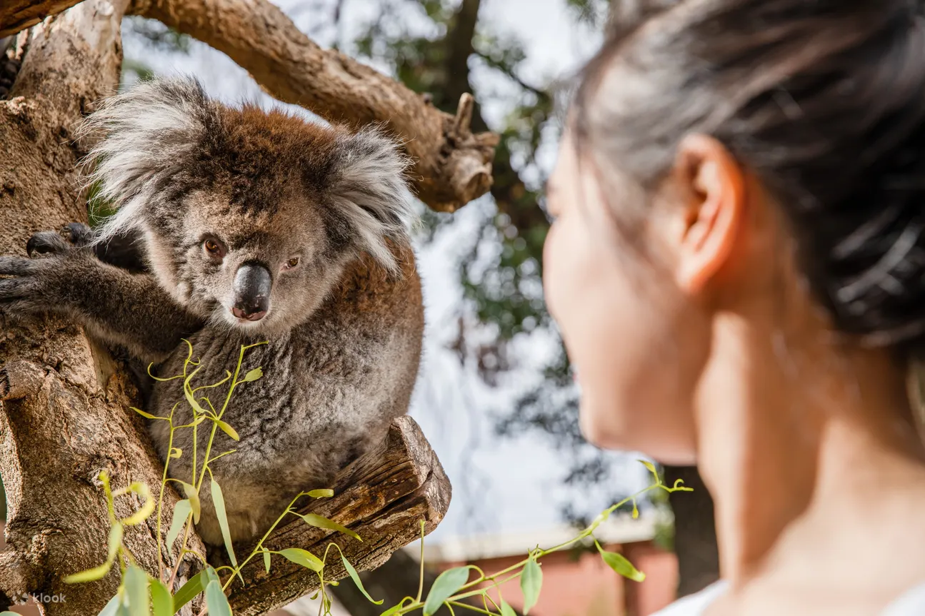 koala encounter