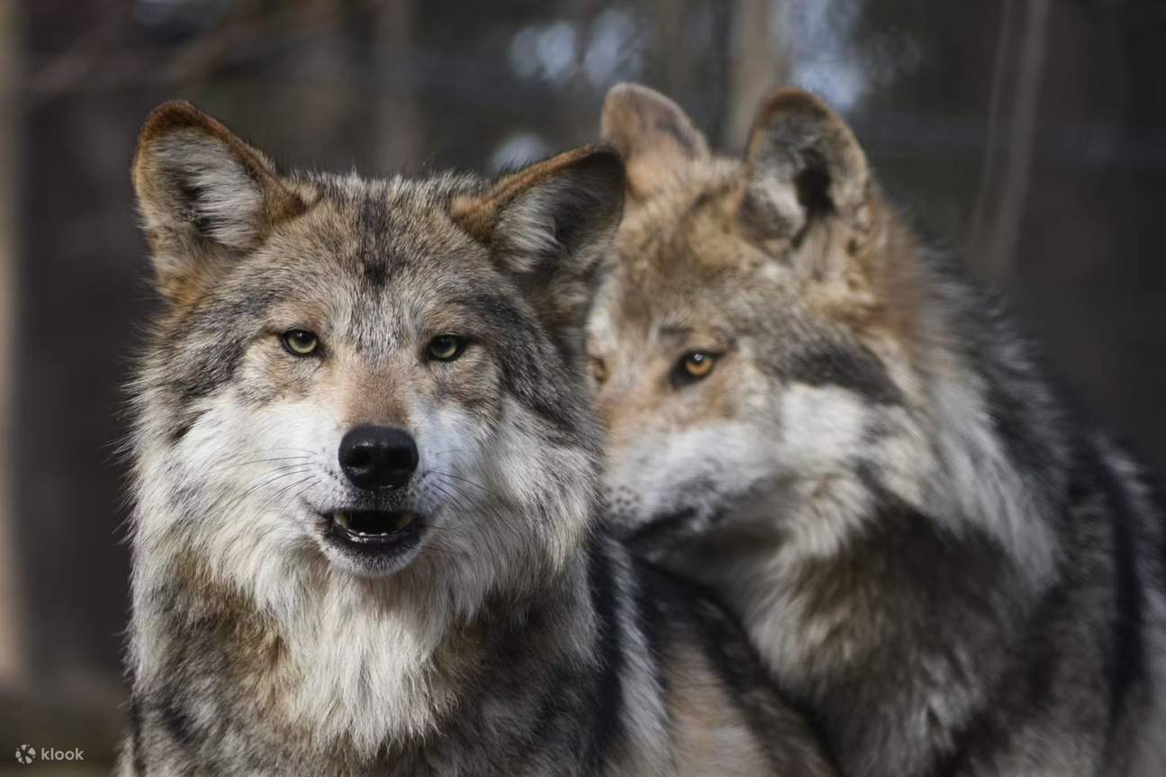 스톤햄 스톤 동물원 티켓