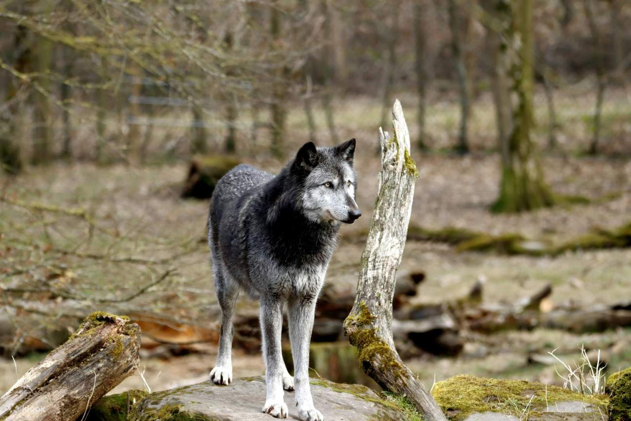 Yamnuska Wolfdog Sanctuary and Calgary City tour - Klook Australia