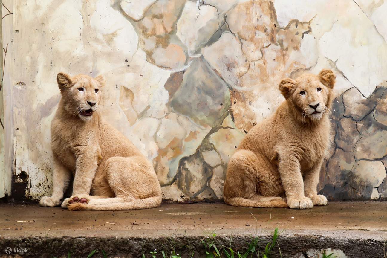 lion cubs in Lembang Park and Zoo