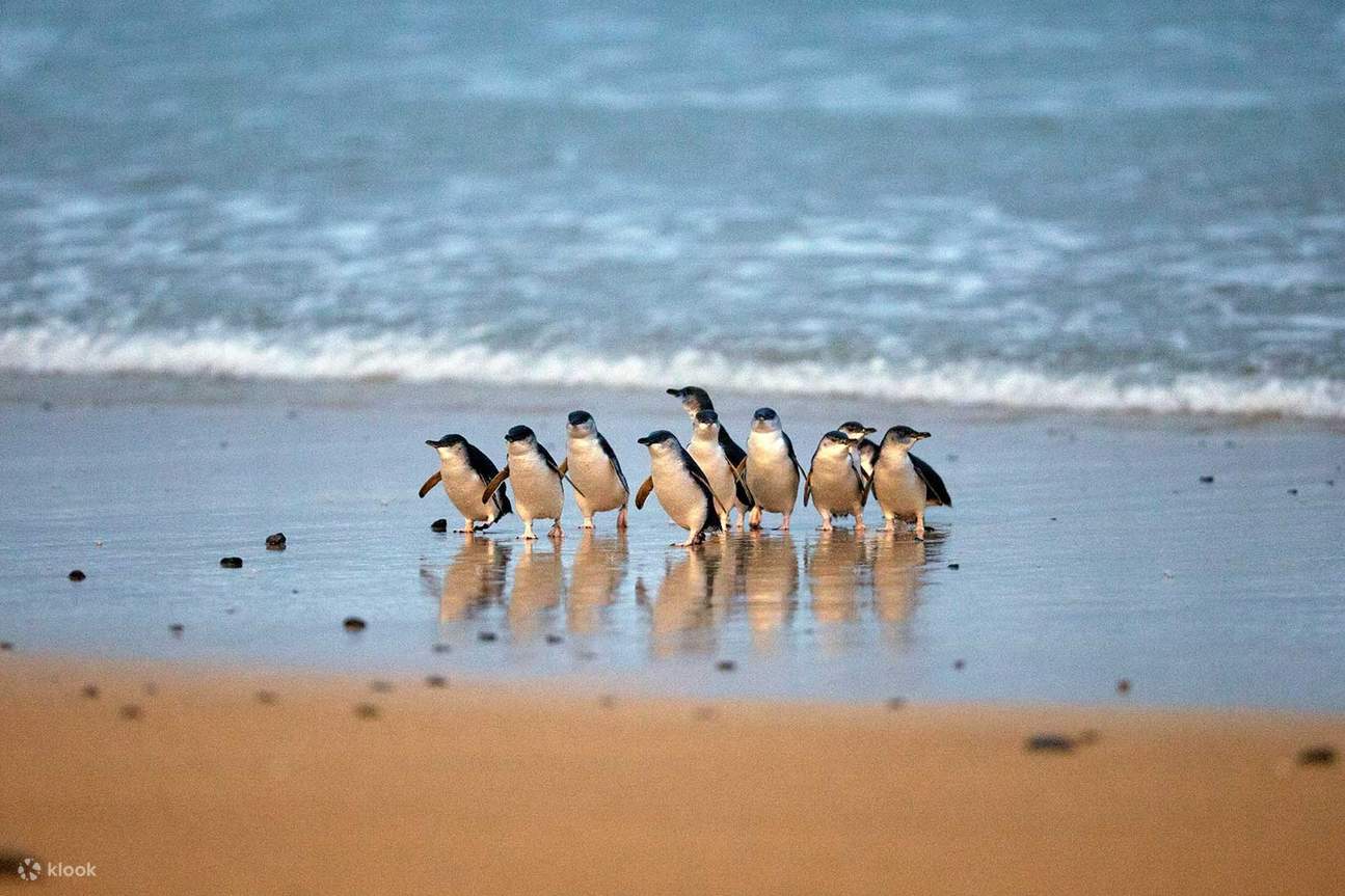 Phillip island christmas day